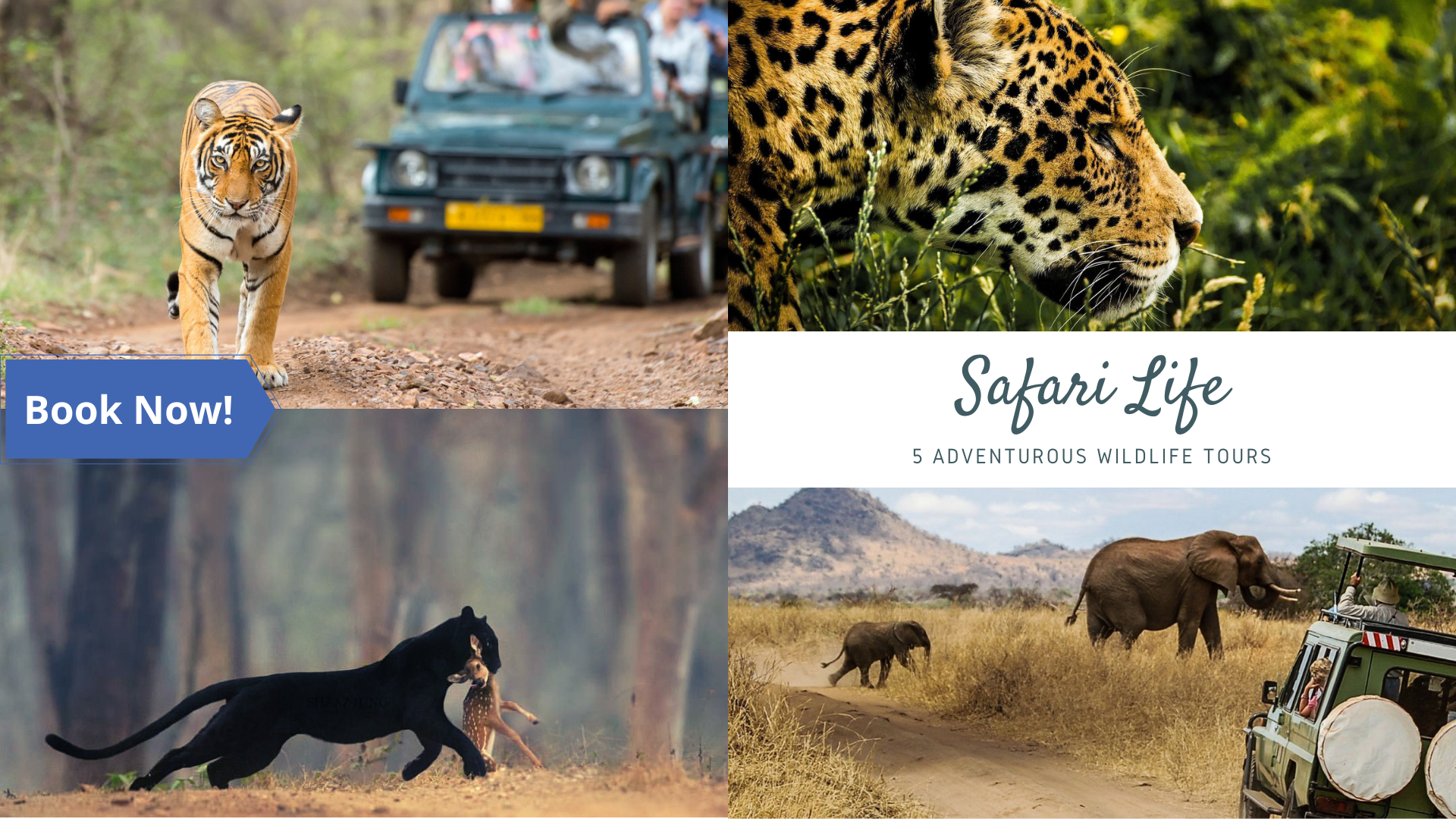 Wildlife safari experience near Mysuru